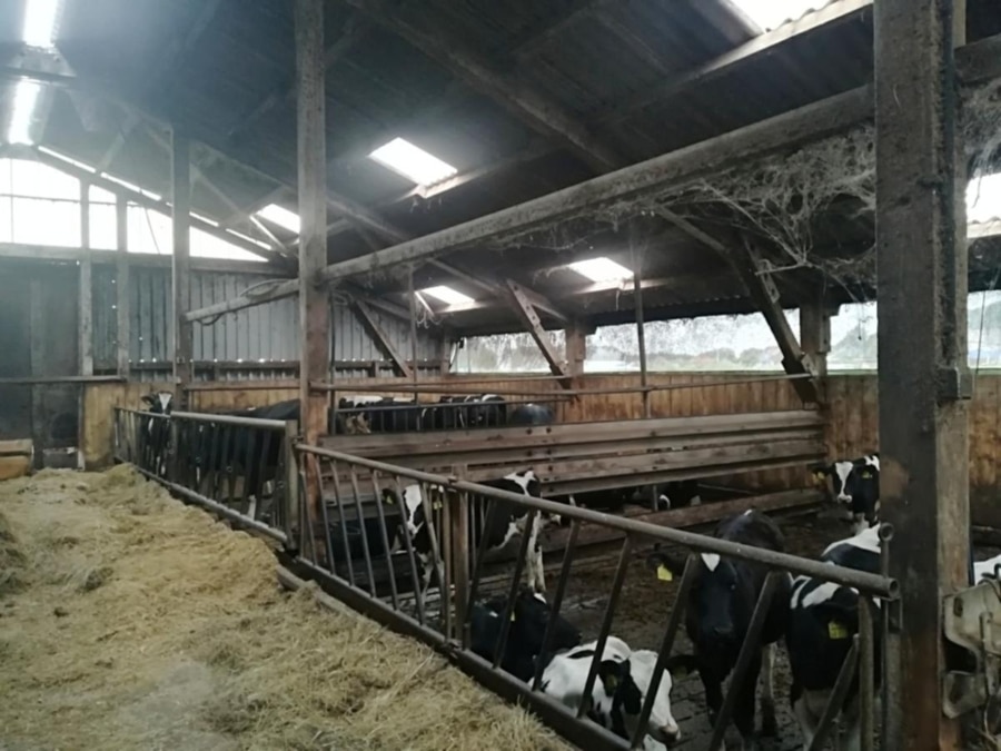 Milchviehbetrieb in Ostfriesland - Ansicht