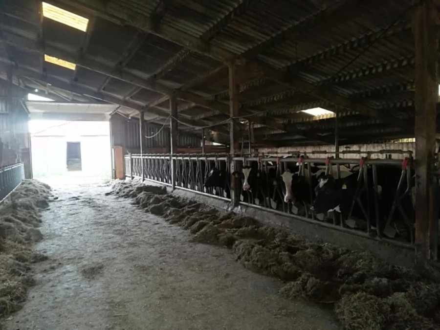 Milchviehbetrieb in Ostfriesland - Ansicht