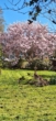 Magnolie - Charmantes Einfamilienhaus mit Geschichte, großem Garten und vielen Extras